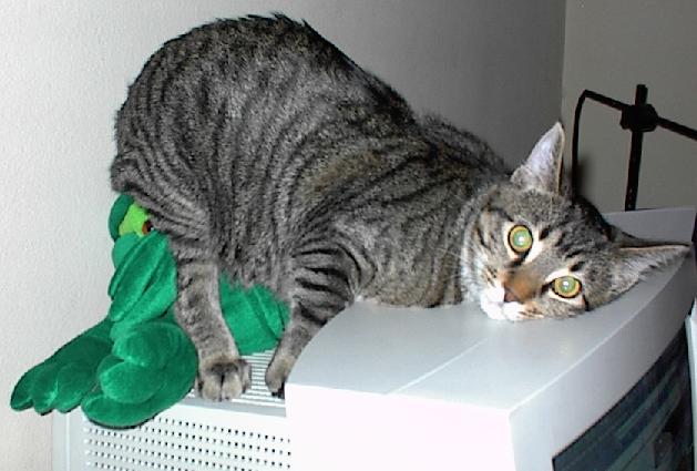 Gatti (101)
